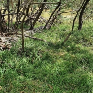 Scutellaria humilis at Yass River, NSW - 9 Jan 2022