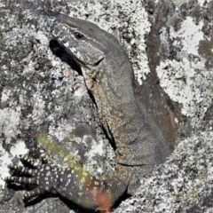 Varanus rosenbergi (Heath or Rosenberg's Monitor) at Namadgi National Park - 9 Jan 2022 by JohnBundock