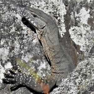 Varanus rosenbergi at Rendezvous Creek, ACT - 10 Jan 2022