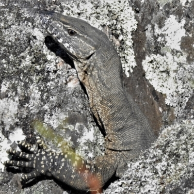 Varanus rosenbergi (Heath or Rosenberg's Monitor) at Rendezvous Creek, ACT - 9 Jan 2022 by JohnBundock