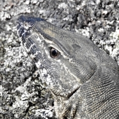 Varanus rosenbergi at Rendezvous Creek, ACT - suppressed