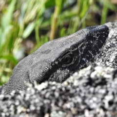 Varanus rosenbergi at Rendezvous Creek, ACT - suppressed