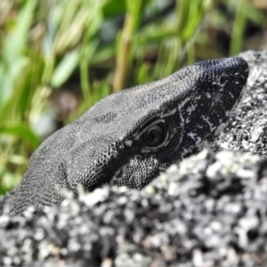 Varanus rosenbergi at Rendezvous Creek, ACT - 10 Jan 2022