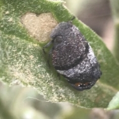 Platybrachys sp. (genus) (A gum hopper) at Namadgi National Park - 1 Jan 2022 by Tapirlord