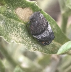 Platybrachys sp. (genus) at Booth, ACT - 2 Jan 2022 09:31 AM