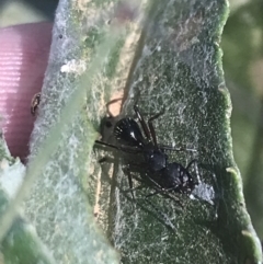 Camponotus sp. (genus) (A sugar ant) at Booth, ACT - 2 Jan 2022 by Tapirlord