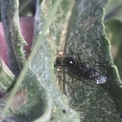 Camponotus sp. (genus) at Booth, ACT - 2 Jan 2022 09:31 AM