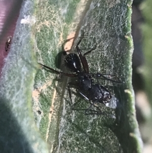 Camponotus sp. (genus) at Booth, ACT - 2 Jan 2022