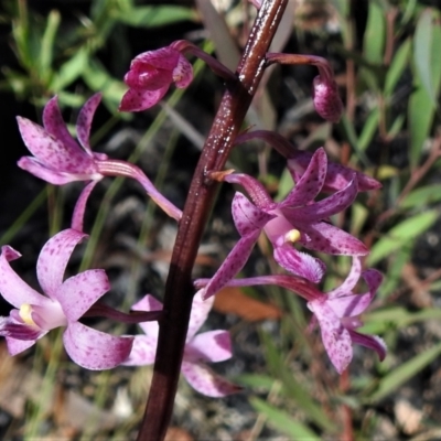 Dipodium roseum (Rosy Hyacinth Orchid) at Rendezvous Creek, ACT - 10 Jan 2022 by JohnBundock