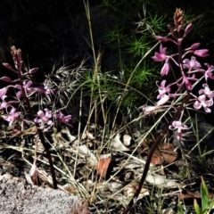 Dipodium roseum at Rendezvous Creek, ACT - 10 Jan 2022