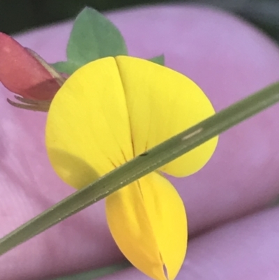 Lotus corniculatus (Birds-Foot Trefoil) at Booth, ACT - 2 Jan 2022 by Tapirlord