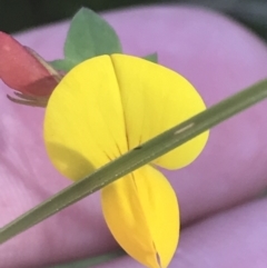 Lotus corniculatus (Birds-Foot Trefoil) at Booth, ACT - 1 Jan 2022 by Tapirlord