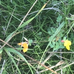 Lotus corniculatus at Booth, ACT - 2 Jan 2022