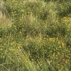 Lotus corniculatus at Booth, ACT - 2 Jan 2022