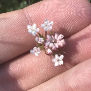 Trachymene humilis subsp. humilis at Booth, ACT - 2 Jan 2022 09:44 AM