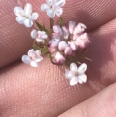 Trachymene humilis subsp. humilis at Booth, ACT - 2 Jan 2022 09:44 AM