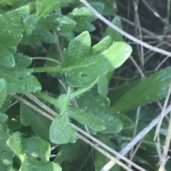 Trachymene humilis subsp. humilis at Booth, ACT - 2 Jan 2022 09:44 AM