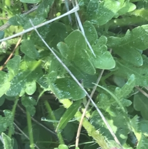 Trachymene humilis subsp. humilis at Booth, ACT - 2 Jan 2022 09:44 AM