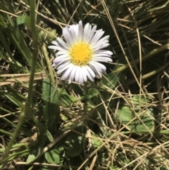 Brachyscome decipiens (Field Daisy) at Booth, ACT - 1 Jan 2022 by Tapirlord