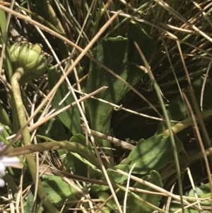 Brachyscome decipiens at Booth, ACT - 2 Jan 2022