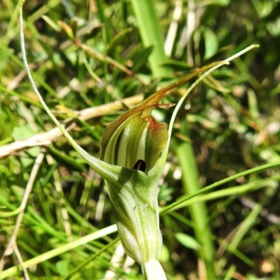 Diplodium decurvum (Summer greenhood) at Tennent, ACT - 10 Jan 2022 by JohnBundock