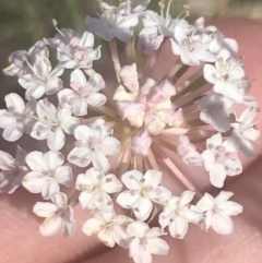 Trachymene humilis subsp. humilis at Booth, ACT - 2 Jan 2022