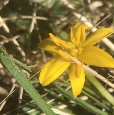 Hypoxis hygrometrica var. hygrometrica (Golden Weather-grass) at Namadgi National Park - 1 Jan 2022 by Tapirlord