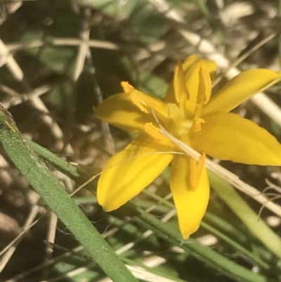 Hypoxis hygrometrica var. hygrometrica (Golden Weather-grass) at Booth, ACT - 1 Jan 2022 by Tapirlord