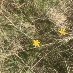 Hypoxis hygrometrica var. hygrometrica at Booth, ACT - 2 Jan 2022 09:50 AM