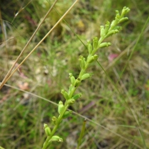 Microtis parviflora at Tennent, ACT - 10 Jan 2022