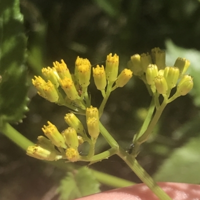 Senecio linearifolius var. latifolius at Booth, ACT - 1 Jan 2022 by Tapirlord