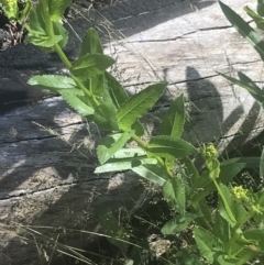 Senecio linearifolius var. latifolius at Booth, ACT - 2 Jan 2022