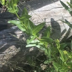 Senecio linearifolius var. latifolius at Booth, ACT - 2 Jan 2022