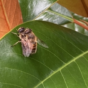 Eristalis tenax at Theodore, ACT - 10 Jan 2022 09:33 AM