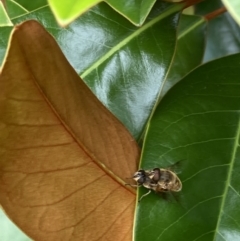 Eristalis tenax at Theodore, ACT - 10 Jan 2022 09:33 AM