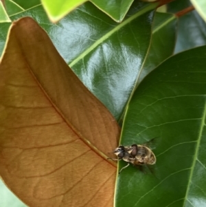 Eristalis tenax at Theodore, ACT - 10 Jan 2022 09:33 AM