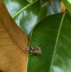 Eristalis tenax at Theodore, ACT - 10 Jan 2022 09:33 AM