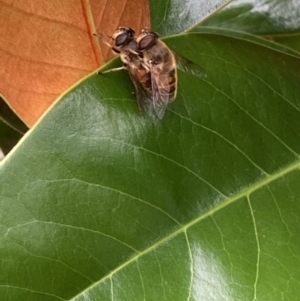 Eristalis tenax at Theodore, ACT - 10 Jan 2022 09:33 AM