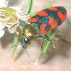 Castiarina delectabilis (A jewel beetle) at Cotter River, ACT - 3 Jan 2022 by Harrisi