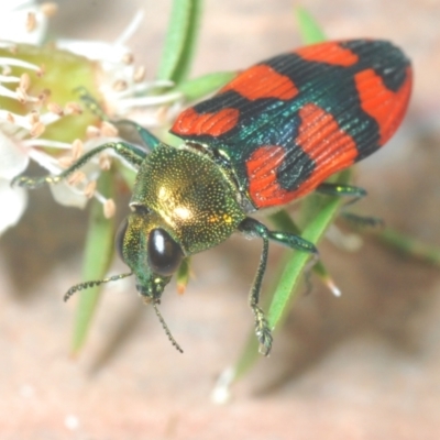 Castiarina delectabilis (A jewel beetle) at Lower Cotter Catchment - 3 Jan 2022 by Harrisi