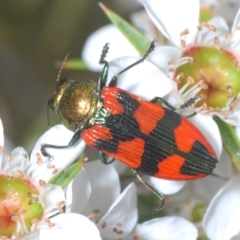 Castiarina delectabilis at Cotter River, ACT - 3 Jan 2022