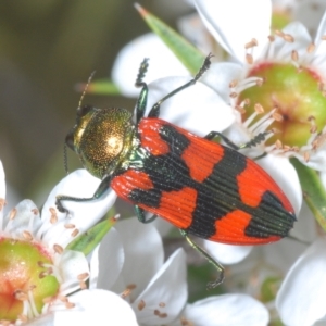 Castiarina delectabilis at Cotter River, ACT - 3 Jan 2022