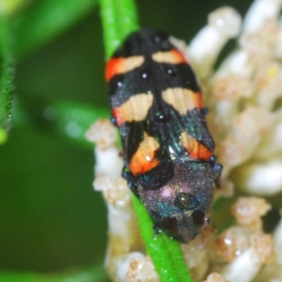 Castiarina sexplagiata (Jewel beetle) at Tidbinbilla Nature Reserve - 5 Jan 2022 by Harrisi