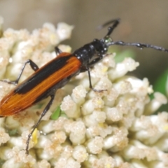 Stenoderus suturalis (Stinking Longhorn) at Paddys River, ACT - 6 Jan 2022 by Harrisi