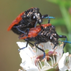 Castiarina nasuta (A jewel beetle) at Cotter River, ACT - 3 Jan 2022 by Harrisi