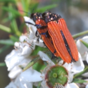 Castiarina nasuta at Cotter River, ACT - 3 Jan 2022 12:10 PM