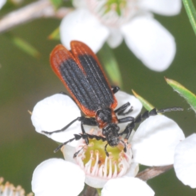 Trichalus sp. (genus) (Net-winged beetle) at Cotter River, ACT - 3 Jan 2022 by Harrisi