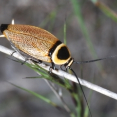 Ellipsidion australe (Austral Ellipsidion cockroach) at Black Mountain - 5 Jan 2022 by Harrisi
