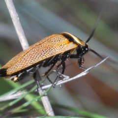 Ellipsidion australe at Molonglo Valley, ACT - 5 Jan 2022 06:02 PM