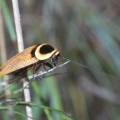 Ellipsidion australe at Molonglo Valley, ACT - 5 Jan 2022 06:02 PM